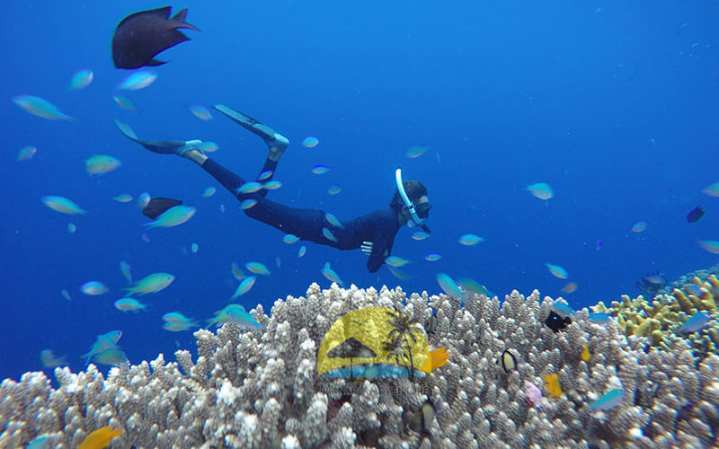 Paket Snorkling Bunaken
